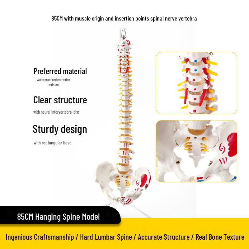 Adult 1:1 Human Spine Model for Chiropractic Practice - Cervical, Lumbar, and Skeleton Display