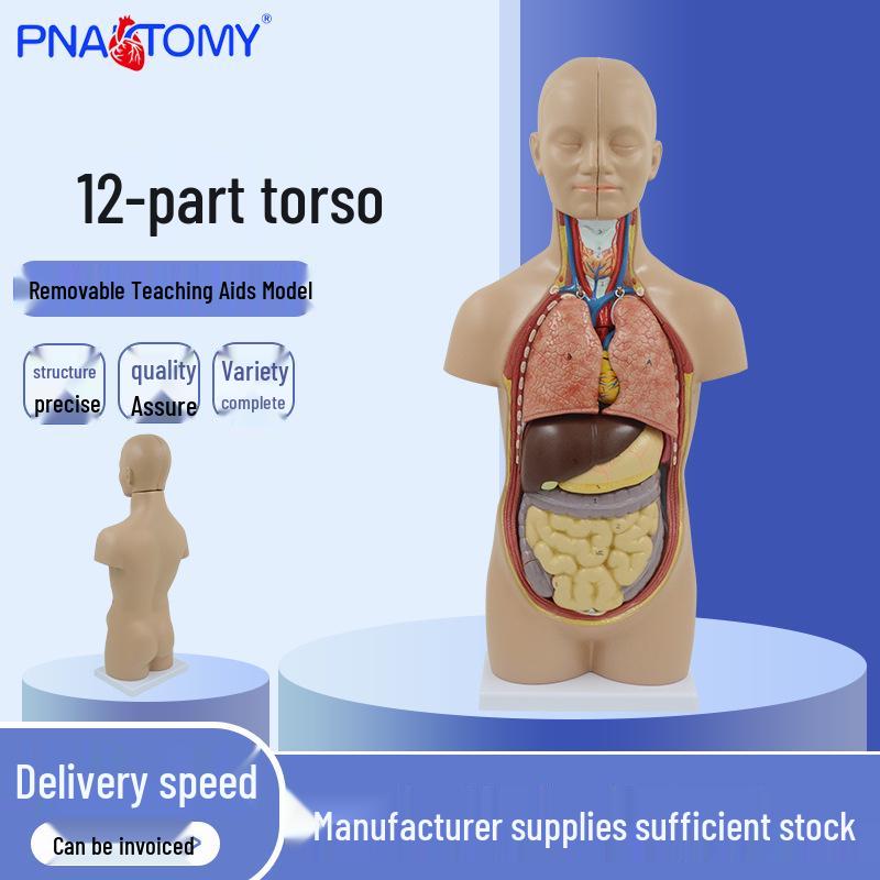 Human Torso Anatomy Model: Head, Brain, Skull, Heart, Liver, Stomach, Lungs, Intestines - Science Teaching Aid 51x24.5x15cm