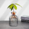 Transparent Glass Avocado Seed Starter Vase Growing Plant Kit - Eco-Friendly Gardening Lovers Gift
