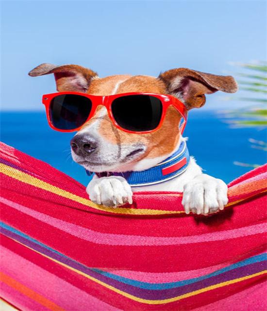 

Ruopoty рисунок по номерам собака ручная роспись настенное искусство уникальный подарок DIY рамка краска по номерам животное декор для детской комнаты 40x50 см 40x50cm NO Frame