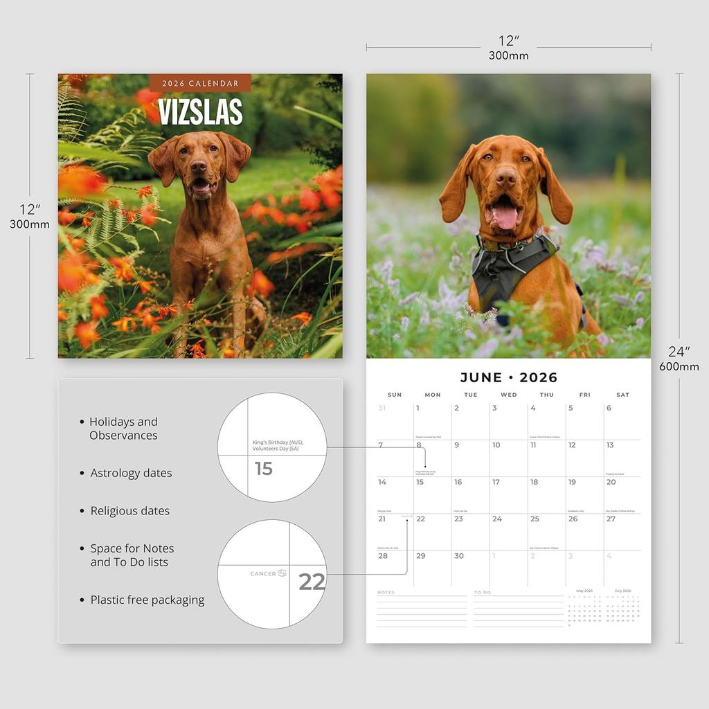 Red Robin 2026 Vizslas Monthly Wall Calendar | 12" x 24" Open | Premium Thick & Sturdy Paper | Hangable 12 Month Calendar | Lined Notes & To Do Area