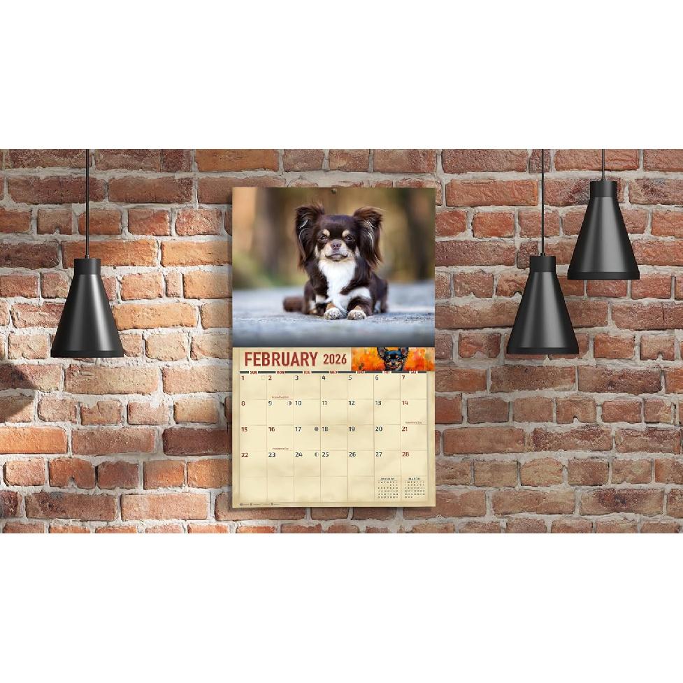 2026 Chihuahuas Dog Wall Calendar 16-Month X-Large Size 14x22, Dog Calendar by The KING Company-Monster Calendars