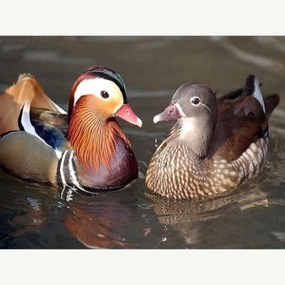 Kreuzstich-Set, DIY-Diamant-Stickerei, Mandarin-Ente, komplettes rundes Diamant-Gemälde