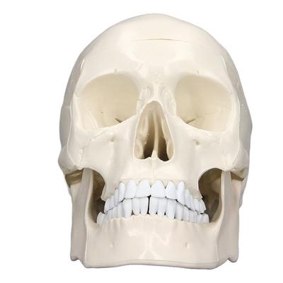 Simulation 1:1 Human Head Skull Model Removable PVC Skull Model for Anatomy Learning Course