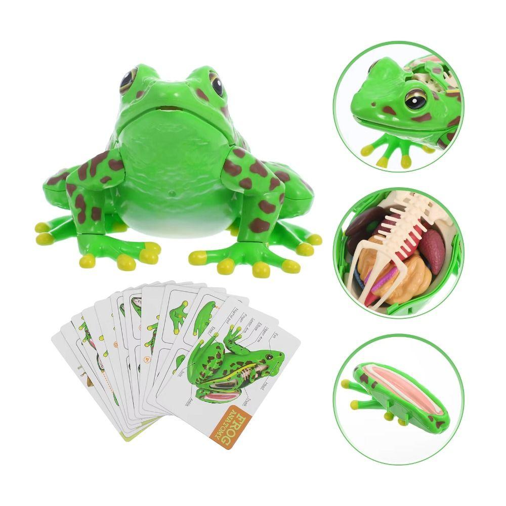 Detachable Biology Education Toy Early Learning Frog Dissection Model Frog Anatomy Model  Kids Toy