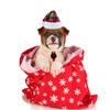 Adjustable Xmas Cat Santa Hat Cloth Puppy Christmas Hat Pet Dress Up Christmas Pet Hat  New Year