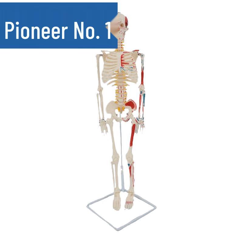 85cm Flexible Spine Human Skeleton Model with Muscle Markings