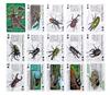 Carolata Real Beetle Hrací karty Jelen Nosorožec Vzdělávací Hrací Ilustrovaný Dárek (Brouk/Kvíz v ceně/Plast) Brouk, Brouk, Hračka, Hračka,