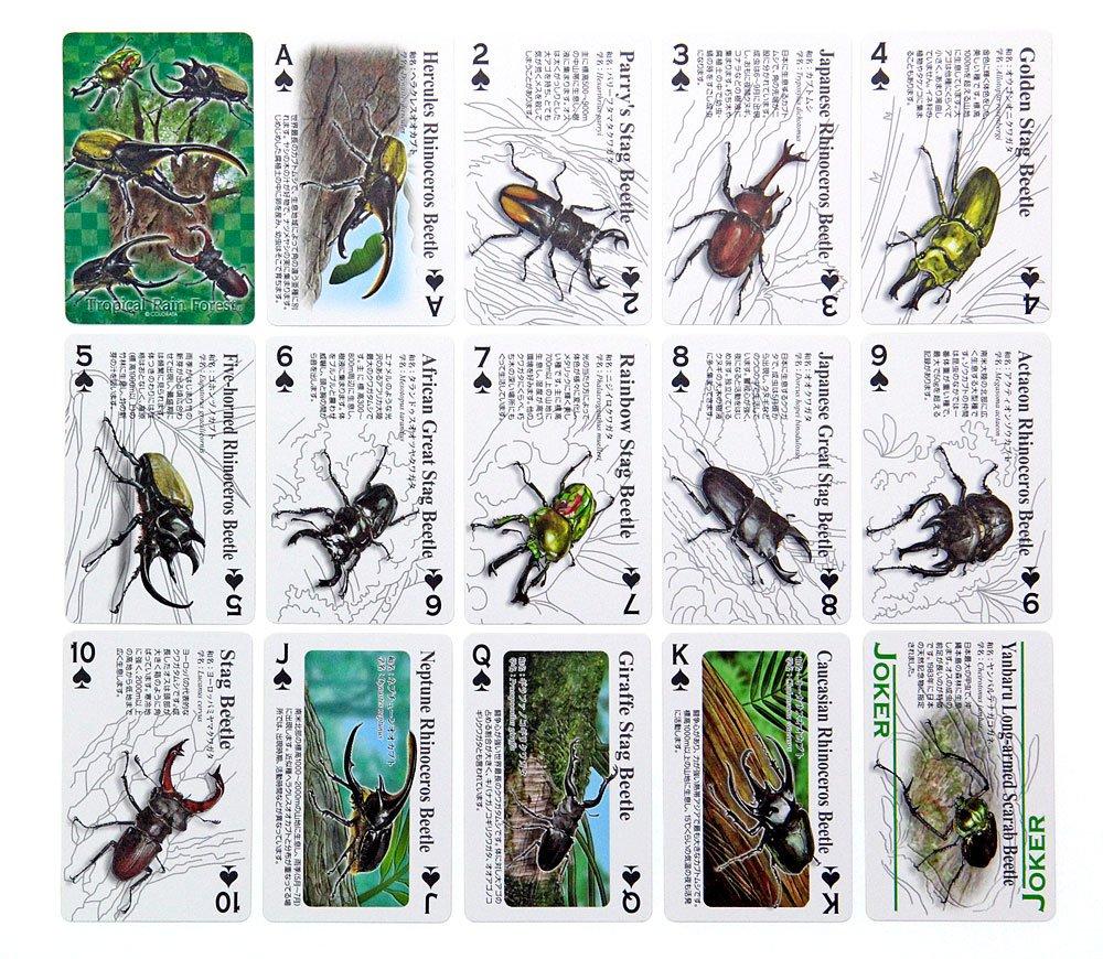 Carolata Real Beetle Hrací karty Jelen Nosorožec Vzdělávací Hrací Ilustrovaný Dárek (Brouk/Kvíz v ceně/Plast) Brouk, Brouk, Hračka, Hračka,