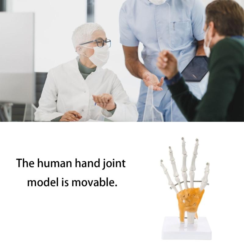 Hand Bone Structure Hand Skeleton Model With Movable Fingers For Classroom Demonstration