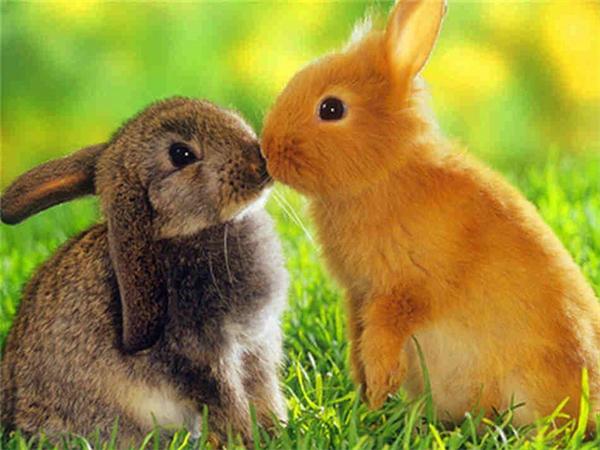5D Diy Diamond Painting Mosaic Rabbit Daisy Full Square/Round Embroidery Animal Grass Home Decor