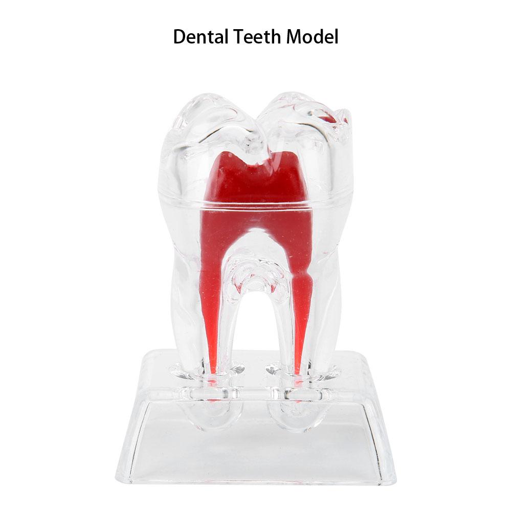 Modello Denti Dentali Separabile Denti in Plastica Studente Endodontico Strumento Educativo