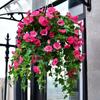 Artificial Morning Glory Flower Realistic Home Office Table Centerpiece Wedding Dropping Faux Petunia Flower Hanging Fake Arrangement Decoration