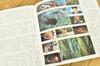 Ghibli Princess Mononoke Theater Pamphlet 1997 Reprint (2022)