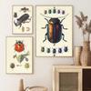 Vintage Käfer Insekt Probe Illustration Nordic Wand Kunst Leinwand Malerei Poster Und Drucke Bilder Für Wohnzimmer Dekor