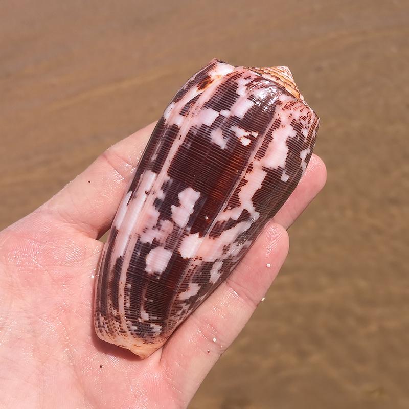 Large Conch Seashell Ornament for Wall Decor, Aquarium Aquascaping, and Sea Sound Collection