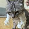 Middle Finger Cat Muscle Arm - 3D Printed Neck Arm Muscle Texture, Fun Pet Accessories, Halloween Cat Accessories