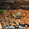 25.6"x11" Reptile Heating Mat for Turtle Snake Lizard for Frog Spider Amphibians Terrarium Reptile Habitat Supplies