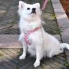 Small Dog Harness Vest Bright Style Pet Vest Harness Comfortable Adjustable Pet Harness for Teddy Pomeranian Pet Supplies