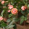 Simulated Flower Realistic Rose Long-lasting Hanging Artificial Faux Silk Flower Home Wedding Decor
