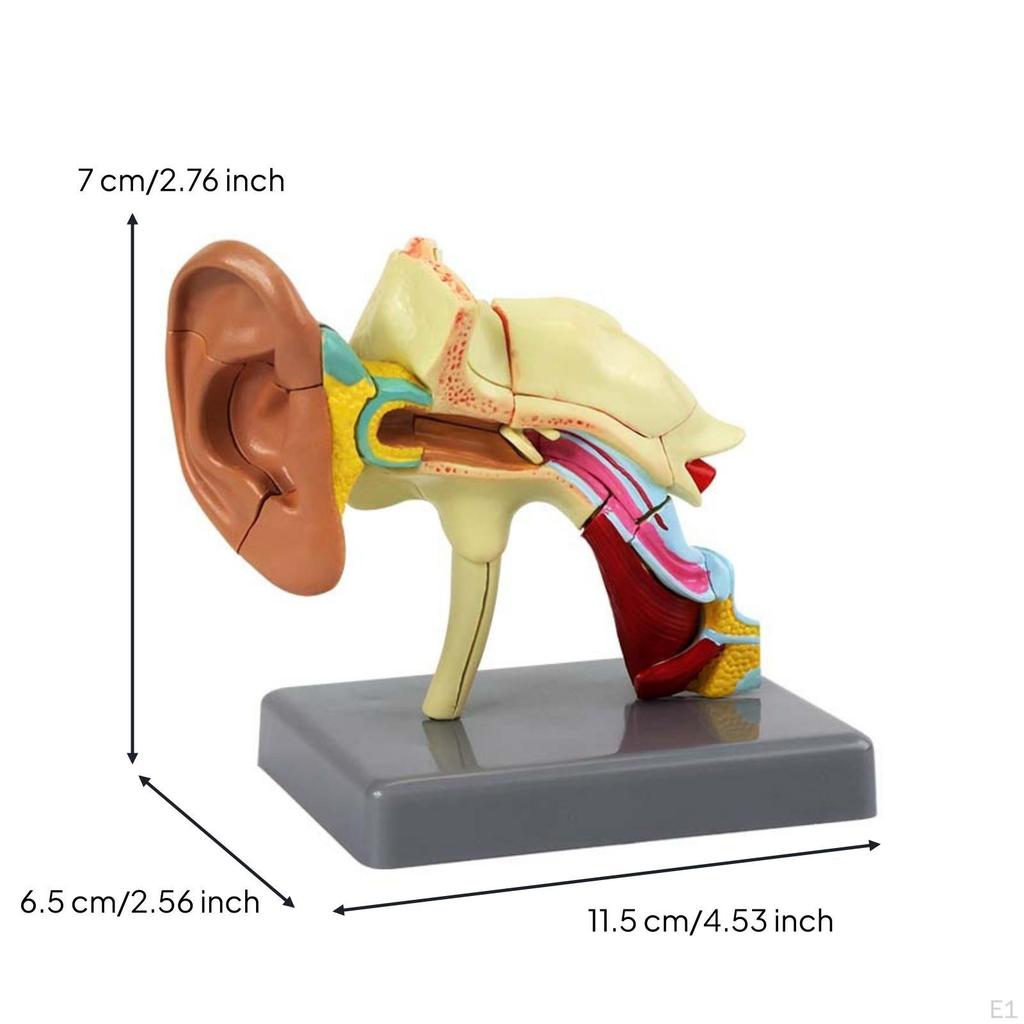 Human Ear Sectional Model Educational 22Component Assembly Mounted Teaching Supply for