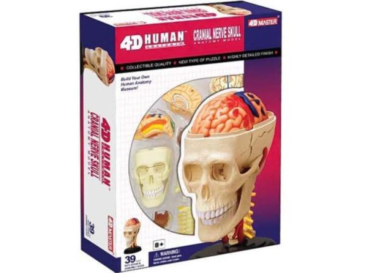 4D Puzzle Human Anatomy Model, Cranial Nerve Skull, 626005, Fame Master, 4D Master Educational Toy, STEM
