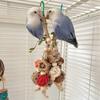 Hanging Bird Bite Chewing Toy Small Parrot Hanging Parrot Cage Toy Natural Grass Pet Bite Resistances Molar Supplies