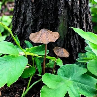 Zatravnění a úprava terénu – Zahradní dekorace