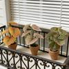 1Pcs Home Decor Mini Taro Turtle Back Green Potted Plants For Dollhouse Scandinavian Style Model Decoration Props