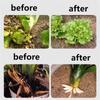 Plant Root Stimulator Promotes Root System Development Seedling Root Strengthener Enhances Vegetable Root Growth