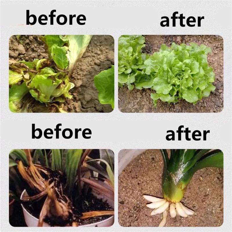 Plant Root Stimulator Promotes Root System Development Seedling Root Strengthener Enhances Vegetable Root Growth