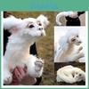 Falkor Dalla Storia Infinita Morbido Peluche Animale Giocattolo Con Imbottitura in Cotone PP Decorazione Camera da Letto Regalo