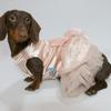 Lace Sleeveless Dress for Dachshund Dogs Summer Pink Suspended bubble Skirt For Female Dachshund Dogs in Spring Party Weeding