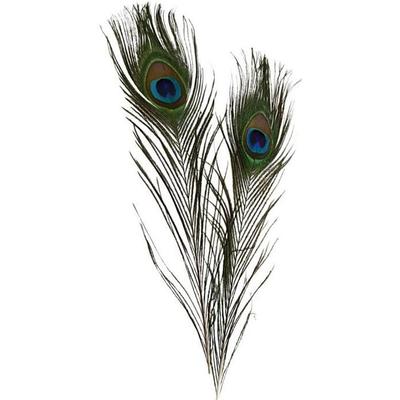 Good Quality Peacock Feathers. Ref 51810