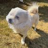 Atmungsaktiver Hund Anti-Fress-Schleier Verstellbarer Komfort Haustier-Schutzmaske Polyester Elastischer Hundemaulkorb Outdoor-Haustierbedarf