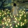 Waterproof Design Solar Garden Lights Warm Light Solar Reed Lights  Patio Lighting