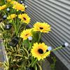 Solar Sunflower Garden Light, Waterproof Outdoor Lawn Lamp with Firefly LED Lights, Automatic On/Off Solar Powered Landscape Lamp Patio Walkway