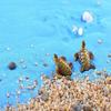 Sea Turtles Miniature Fairy Garden Home Houses Decoration Mini Craft Micro Landscaping Decor DIY