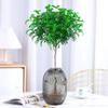 Hydroponic Fragrant Wood Indoor Plant | Insect & Mosquito Repellent | Evergreen Year-Round Desktop Decor