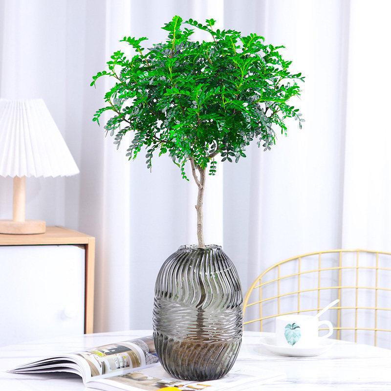 Hydroponic Fragrant Wood Indoor Plant | Insect & Mosquito Repellent | Evergreen Year-Round Desktop Decor