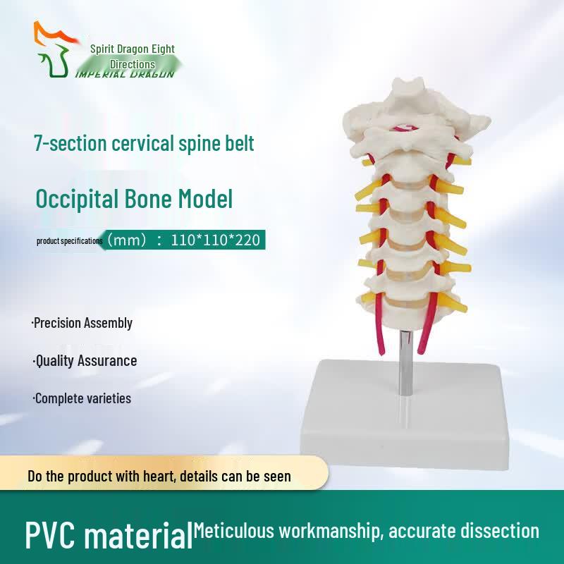 Human Anatomical Teaching Models