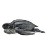 Collcta Leatherback