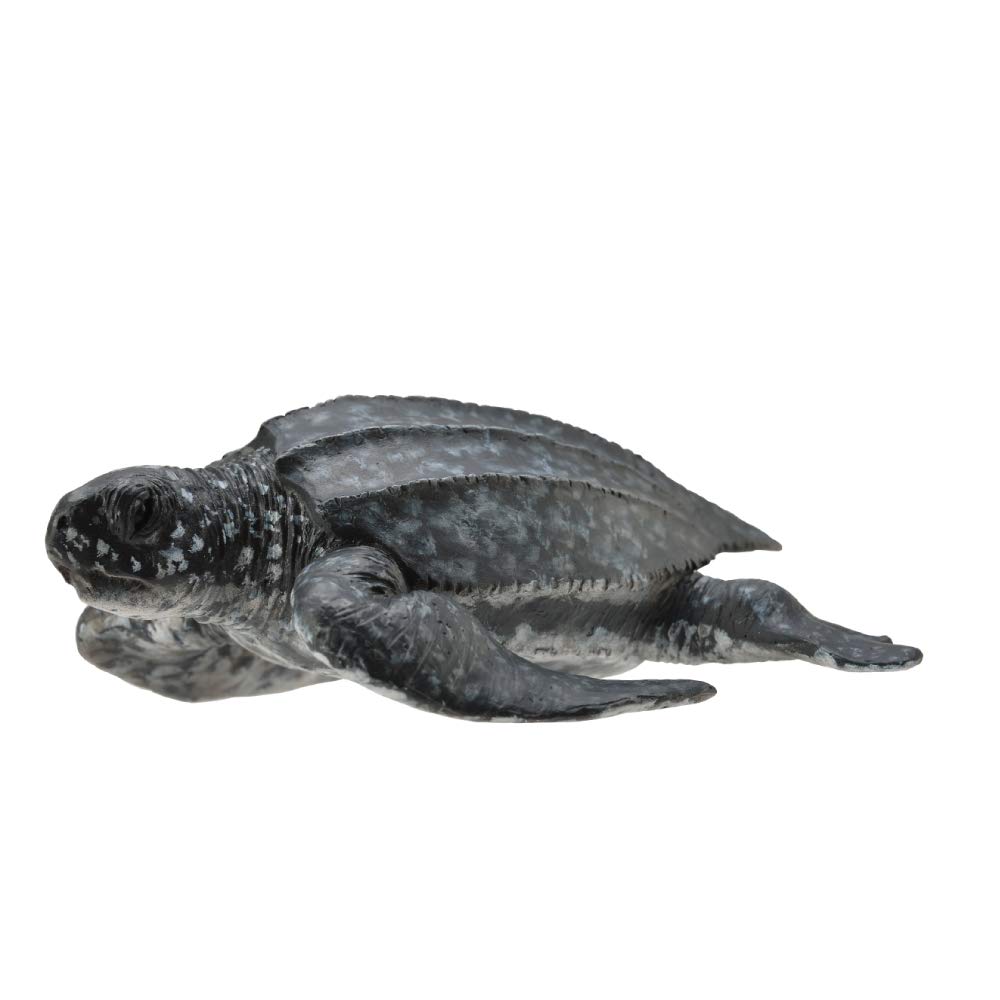 Collcta leatherback