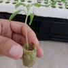 50PCS Hydroponic Substrate Rock Wool Plug Garden Sponge Nursery Block  Plant Propagation