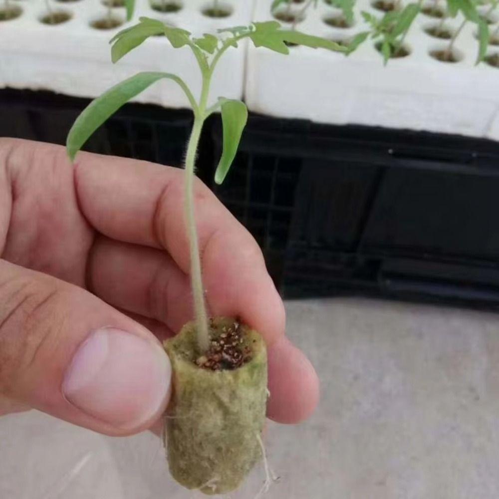 50PCS Hydroponic Substrate Rock Wool Plug Garden Sponge Nursery Block Plant Propagation