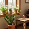 Automatic Irrigation Self-Watering Terracotta Stakes Terracotta Watering Device  Office