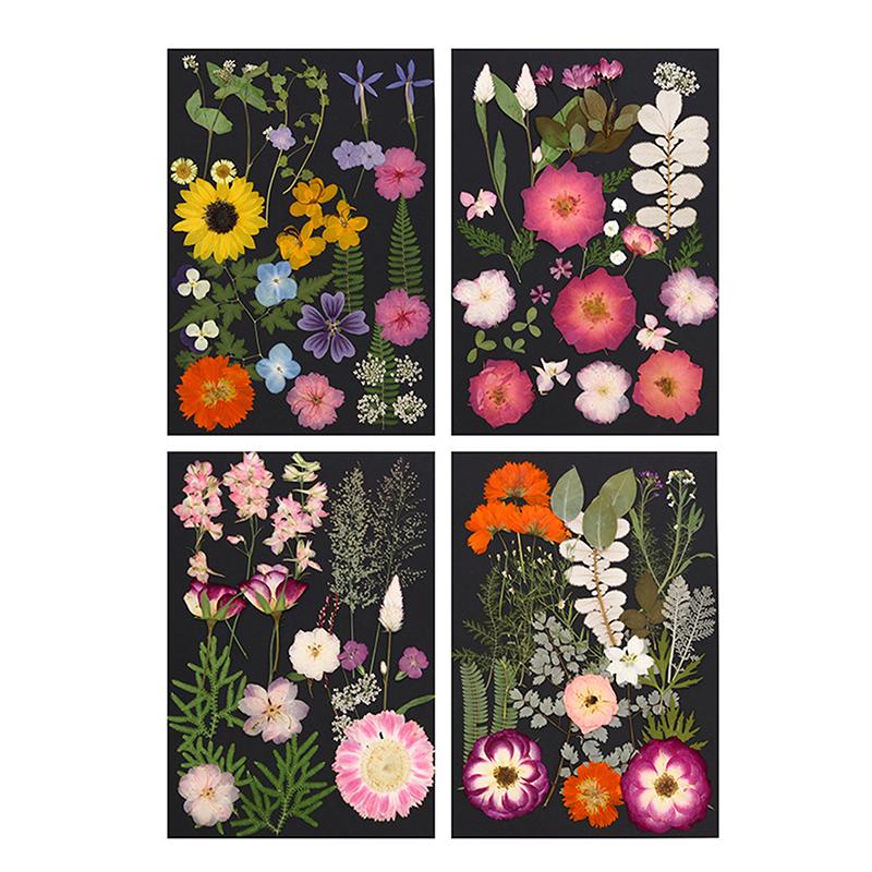 Dry Embossed Flower Diy Hand-Drop Glue Photo Frame Decorative Real Flower Plant Specimen Dried Flower Materials