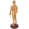 50cm / 19.7in Brass Color Acupuncture Body Model Clear Meridians Acupuncture Model