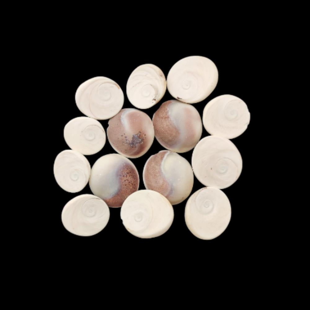 Natural Big Size Beach Sea Shell, Healing Sea Shell Lot, Round Sea Shell Lot, 20 To 30 MM Size Sea Shell.