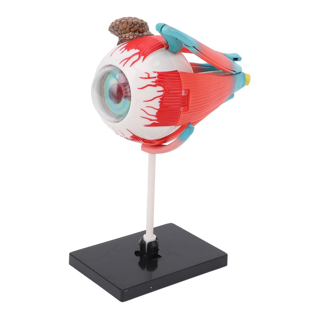Anatomisches Modell des menschlichen Auges mit abnehmbarem Ständer 16 abnehmbare Teile Bildungsdisplay Wissenschaftsunterricht Augapfelmodell